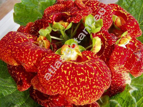 Calceolaria x herbeohybrida Voss (Calceolaria x hybrida hort.)