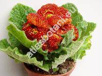 Calceolaria x herbeohybrida Voss (Calceolaria x hybrida hort.)