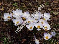 Crocus chrysanthus 'Blue Pearl'