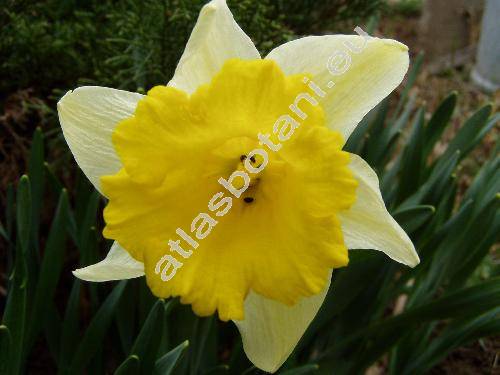 Narcissus 'Milk And Cream'