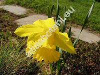 Narcissus 'Golden Harvest'