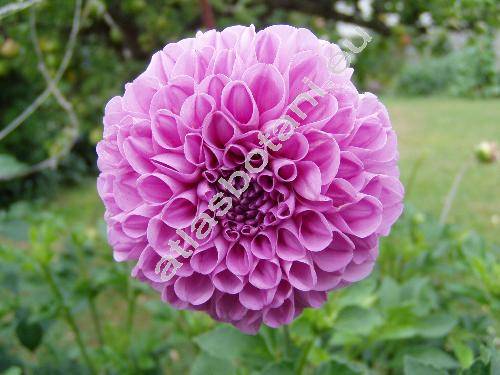 Dahlia 'Wootton Cupid' (Dahlia pinnata)