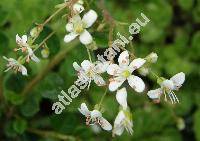 Saxifraga x geum L. (Saxifraga geum L. subsp. hirsuta Engler et Irmscher, Saxifraga hirsuta x Saxifraga umbrosa L.)