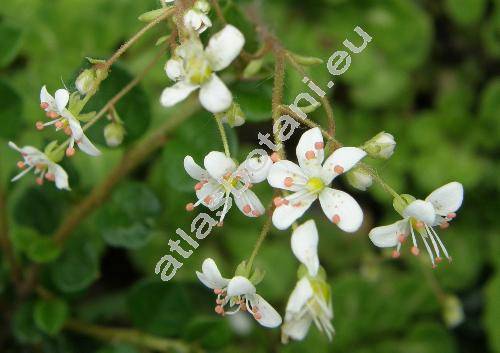 Saxifraga x geum L. (Saxifraga geum L. subsp. hirsuta Engler et Irmscher, Saxifraga hirsuta x Saxifraga umbrosa L.)