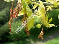 Acer negundo L. (Negundo aceroides Moench, Negundo fraxinifolium Nutt.)