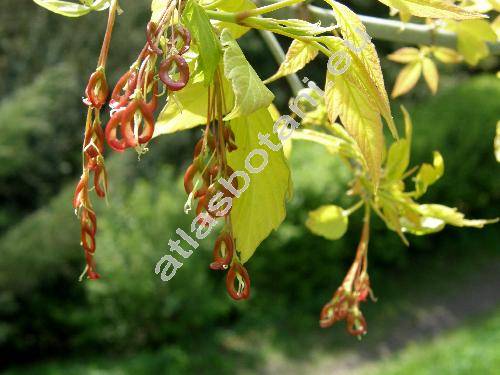 Acer negundo L. (Negundo aceroides Moench, Negundo fraxinifolium Nutt.)