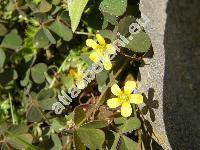 Oxalis corniculata var. repens (Xanthoxalis repens (Thunb.) Dostl, Oxalis corniculata var. repens (Thunb.) Zucc., Oxalis repens Thunb.)