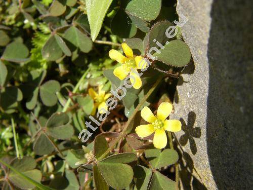 Oxalis corniculata var. repens (Xanthoxalis repens (Thunb.) Dostl, Oxalis corniculata var. repens (Thunb.) Zucc., Oxalis repens Thunb.)