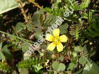 Oxalis corniculata var. repens (Xanthoxalis repens (Thunb.) Dostl, Oxalis corniculata var. repens (Thunb.) Zucc., Oxalis repens Thunb.)