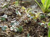 Oxalis corniculata var. repens (Xanthoxalis repens (Thunb.) Dostl, Oxalis corniculata var. repens (Thunb.) Zucc., Oxalis repens Thunb.)