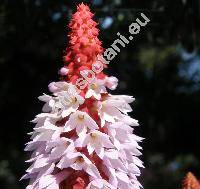 Primula vialii Delav. ex Franch. [Primula littoniana Forrest]