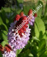 Primula vialii Delav. ex Franch. (Primula littoniana Forrest)