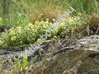 Potentilla arenaria Borkh. (Potentilla incana G., M. et Sch.)