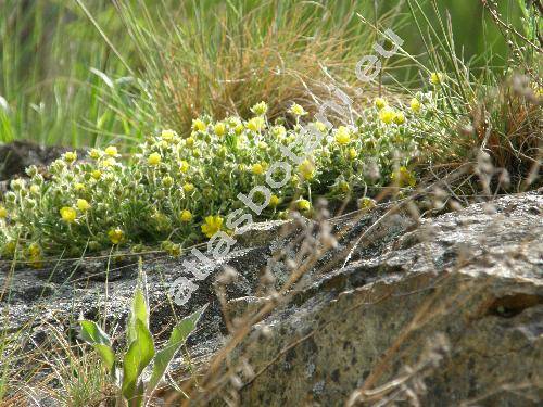 Potentilla arenaria Borkh. (Potentilla incana G., M. et Sch.)