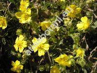 Potentilla arenaria Borkh. (Potentilla incana G., M. et Sch.)