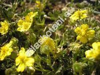 Potentilla arenaria Borkh. (Potentilla incana G., M. et Sch.)