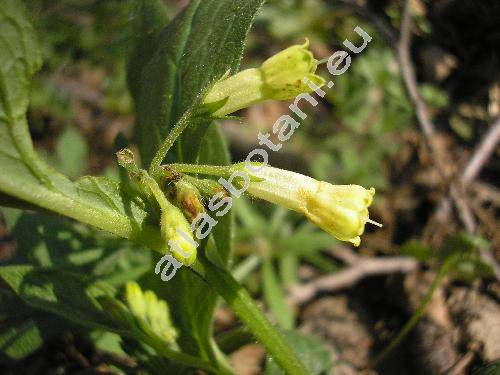 Symphytum tuberosum L.