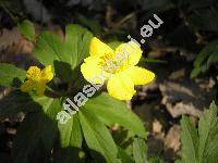 Anemone ranunculoides L. (Anemonoides ranunculoides (L.) Holub.,  Anemone lutea Lam.)