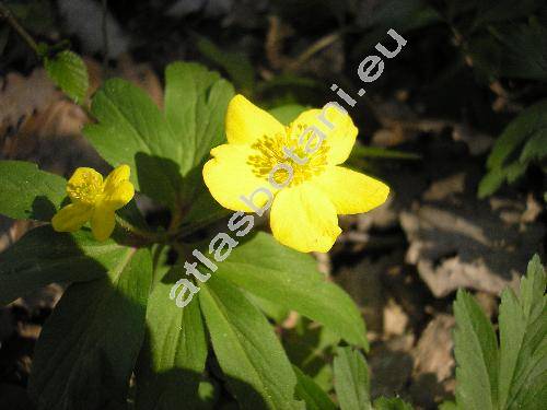 Anemone ranunculoides L. (Anemonoides ranunculoides (L.) Holub.,  Anemone lutea Lam.)