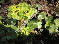 Chrysosplenium alternifolium L.