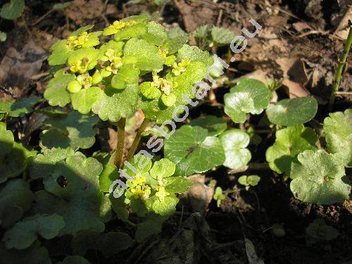 Chrysosplenium alternifolium L.