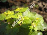 Chrysosplenium alternifolium L.