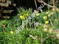 Fritillaria imperialis L. 'Lutea'