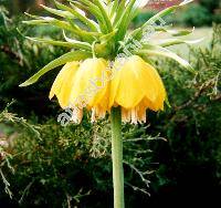 Fritillaria imperialis L. 'Lutea'