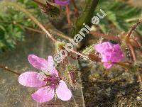 Erodium cicutarium (Erodium cicutarium (L.) L´Hér., Geranium cicutarium L., Erodium pimpinellifolium (Wither.) Sibth.)