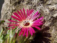 Dorotheanthus bellidiformis (Burm.) N. E. Br. (Mesembryanthemum criniflorum L., Cleretum bellidiforme (Burm. fil.) Rowley)