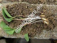 Erythronium dens-canis L.