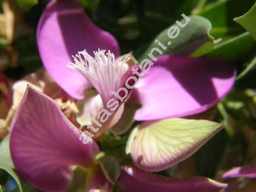 Polygala myrtifolia L. (Psychanthus myrtifolius (L.) Spach)