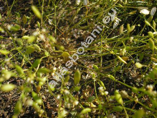 Erophila verna (L.) DC. (Draba verna (L.) Bess.)