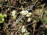 Erophila verna (L.) DC. (Draba verna (L.) Bess.)