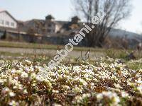 Erophila verna (L.) DC. (Draba verna (L.) Bess.)