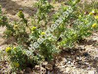 Matricaria discoidea DC. (Chamomilla suaveolens (Pursh) Rydb., Santolina suaveolens Pursch, Artemisia matricarioides Less.)