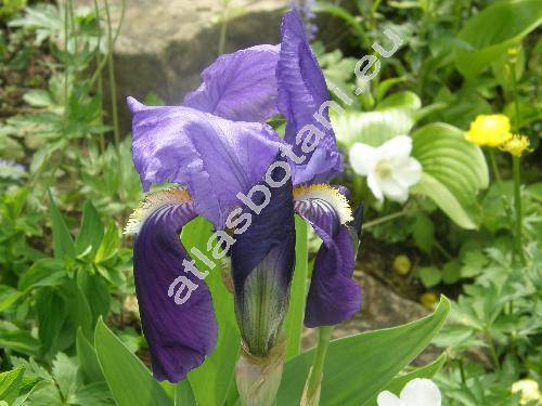 Iris germanica L. (Iris xgermanica L.)