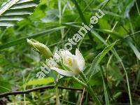 Cephalanthera longifolia (L.) Fritsch (Cephalanthera ensifolia (Sw.) Rich.)
