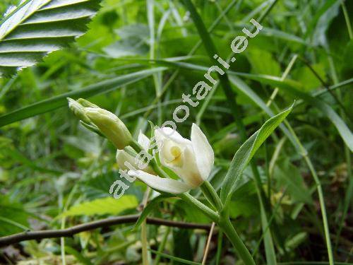 Cephalanthera longifolia (L.) Fritsch (Cephalanthera ensifolia (Sw.) Rich.)