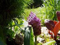 Muscari comosum 'Plumosum' (Muscari plumosum)