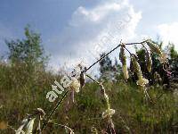 Silene nutans L. (Silene infracta Walds. et Kit.-unresolved)