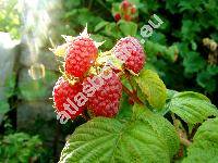 Rubus idaeus 'Bulgarski Rubin' (Rubus idaeus 'Bulgarian Ruby')