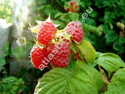 Rubus idaeus 'Bulgarski Rubin' (Rubus idaeus 'Bulgarian Ruby')