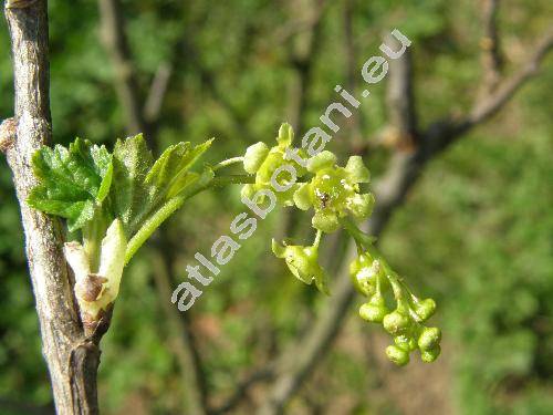 Ribes rubrum 'Primus' (Ribes vulgare Lam., Ribes sylvestre (Lam.) Mert. et Koch)