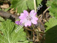 Geranium pyrenaicum Burm. fil.