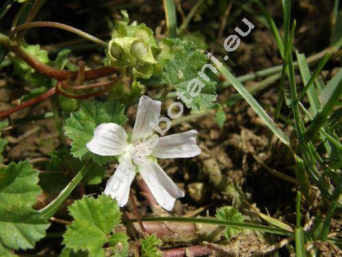 Malva neglecta Wallr. (Althea vulgaris (Ten.) Alef., Malva rotundifolia L.)