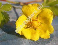 Potentilla reptans L.