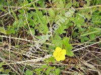 Potentilla reptans L.