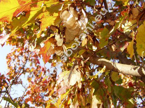 Acer tataricum L.