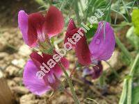 Lathyrus odoratus L.